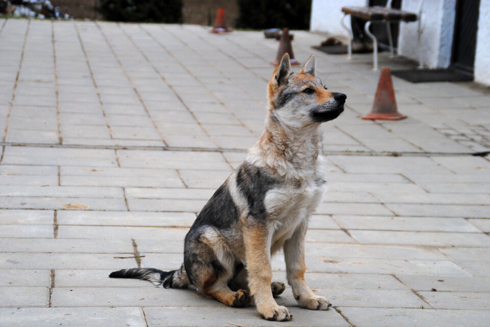 A wall puppy outdoors photo