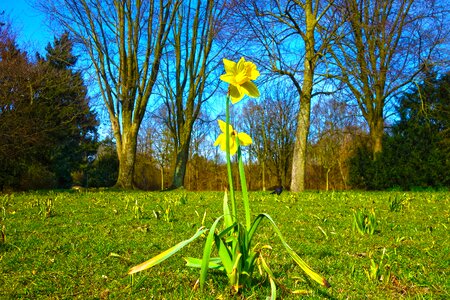 Blossom narcissus spring flower photo