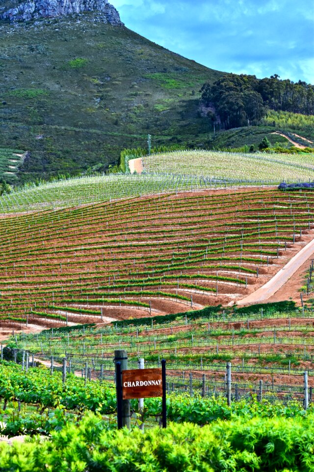 Winemaking farm franschhoek