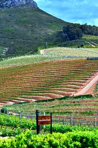 Winemaking farm franschhoek photo