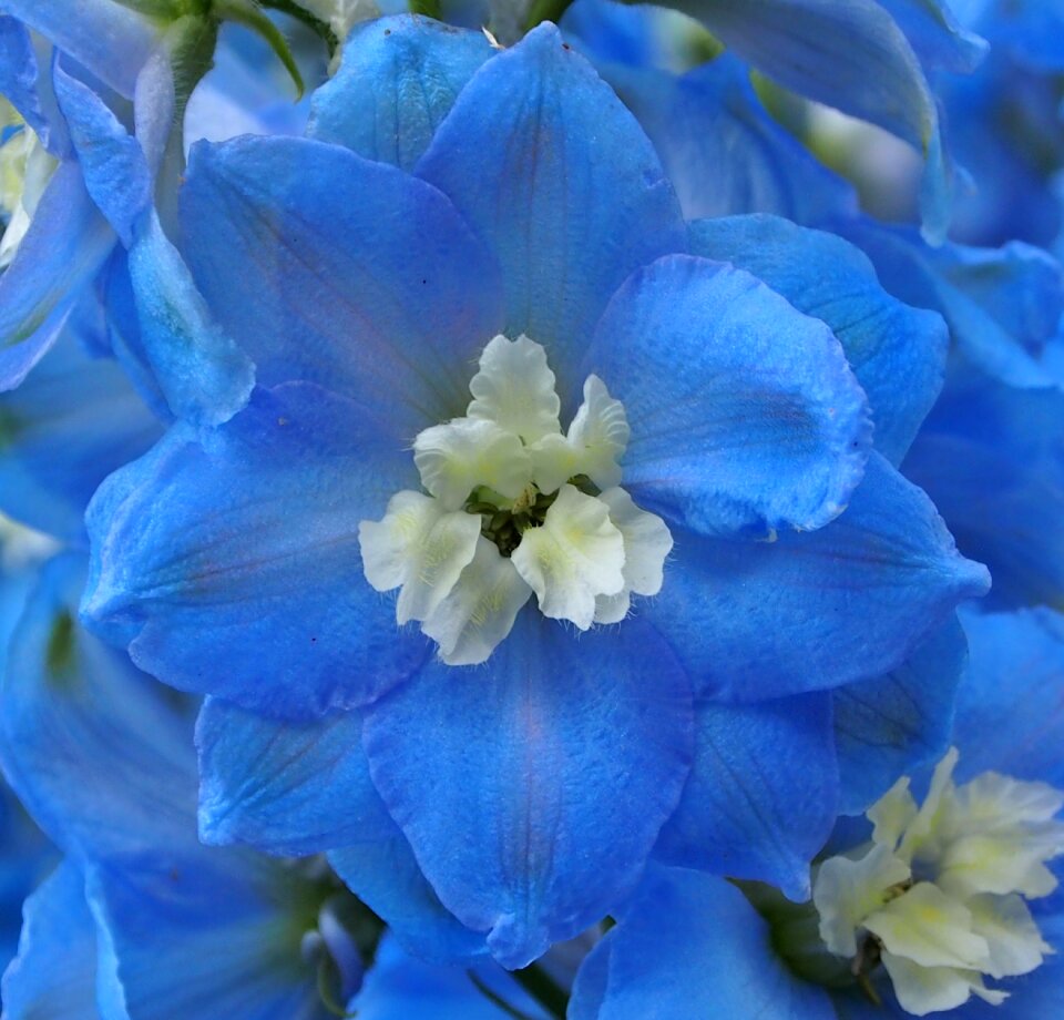 Floral petal larkspur