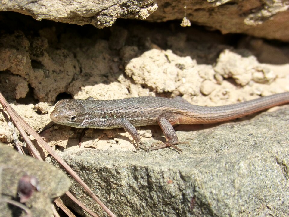Lizard reptilia animalia