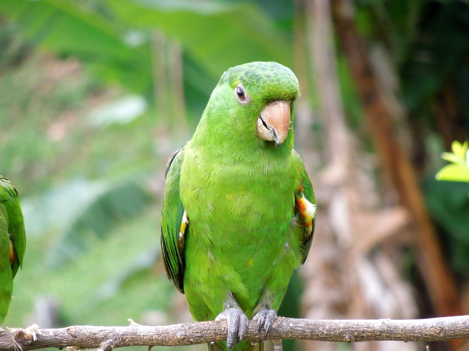 Bird tropical birds birdie