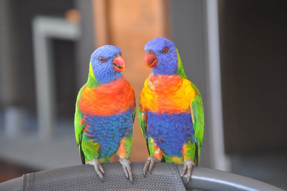 Animal feather color