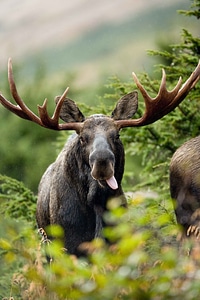 Moose deers animals