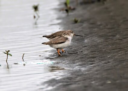 Lake nature shorebird