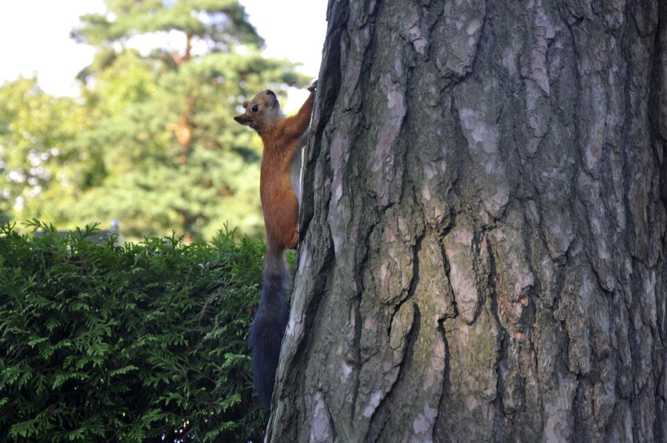 The bark at the court of the environment