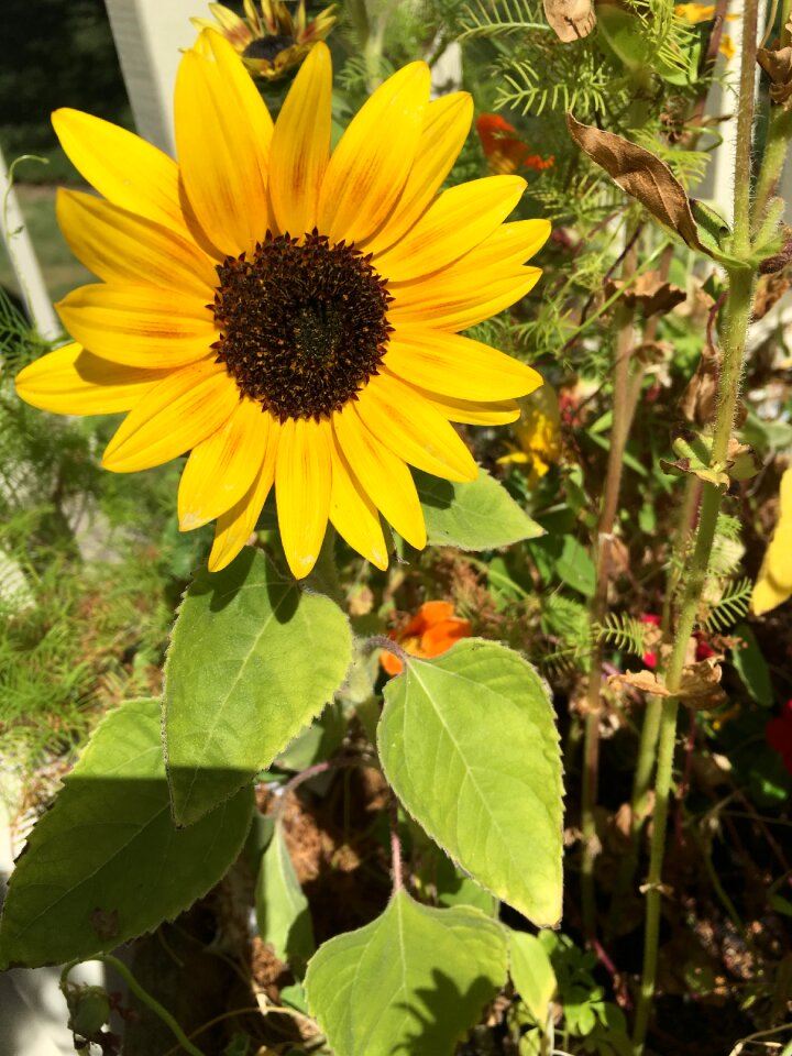 Summer leaf sunflower