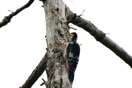 Bird woodpecker akagera