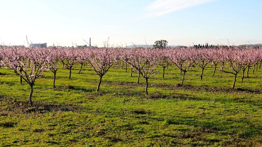 Landscape season plant