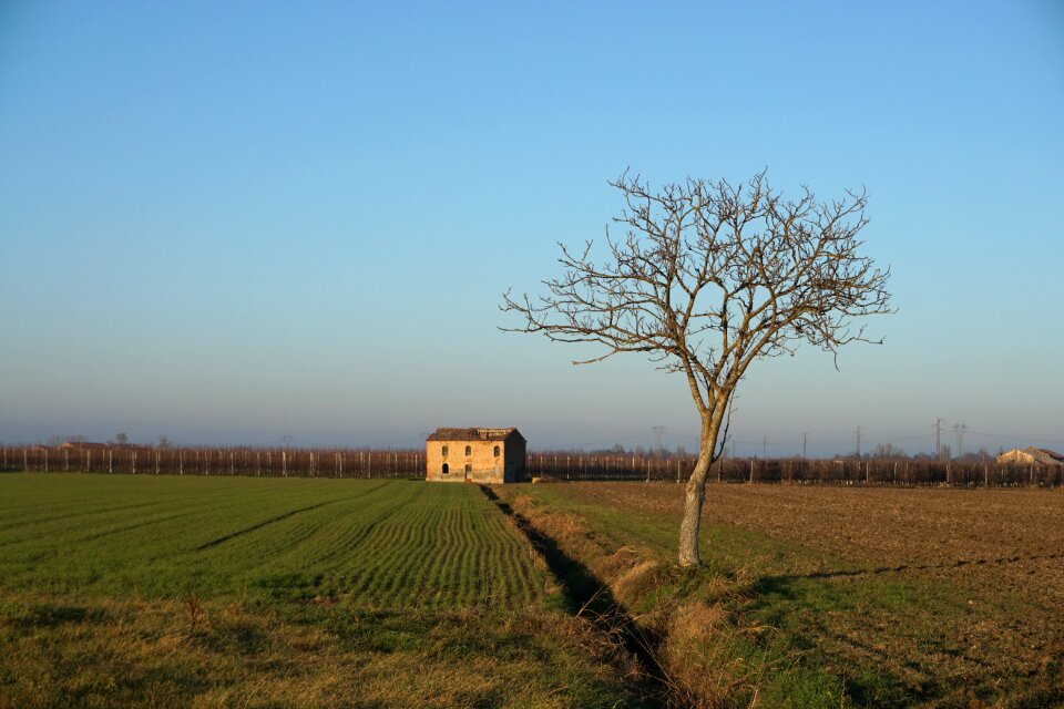 Field tree nature