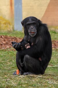 Hominoidea monkey wildlife