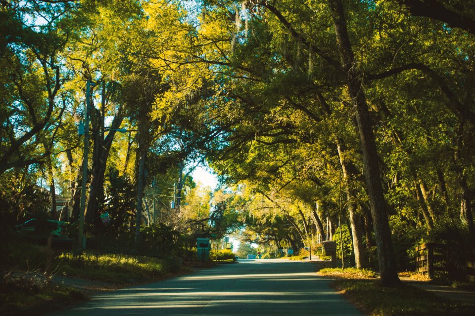 Park wood landscape