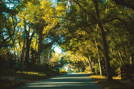 Park wood landscape photo