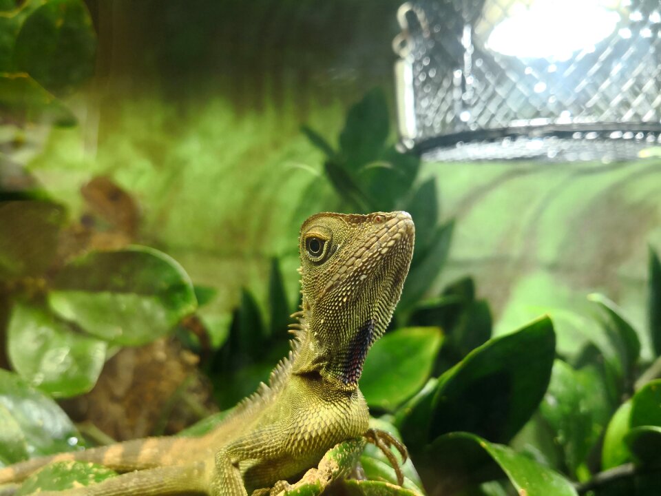 Reptile nature tree