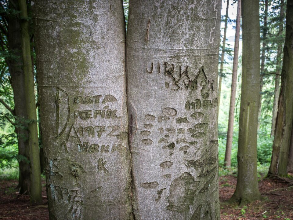 Trunk bark tree bark
