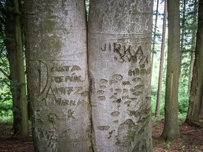 Trunk bark tree bark