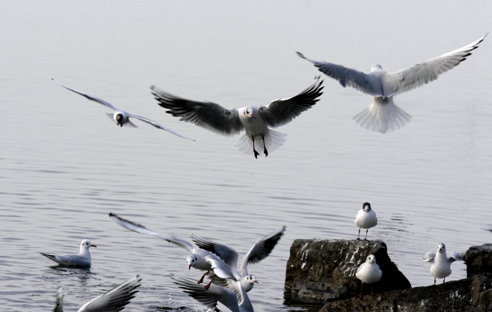 Lucerne switzerland bird