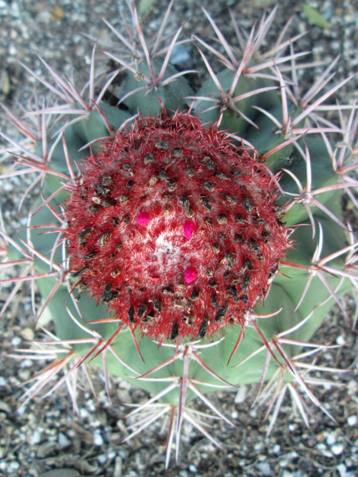 Flora sharp prickly