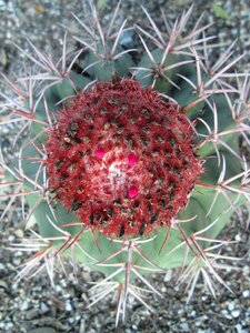 Flora sharp prickly
