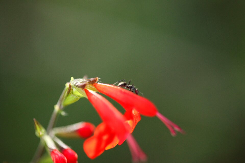 Insect leaf summer