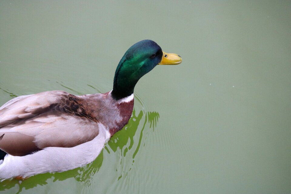 Nature wildfowl of feather
