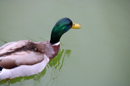 Nature wildfowl of feather photo