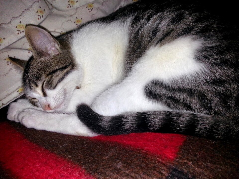 Animal kitten sleep