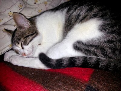 Animal kitten sleep photo