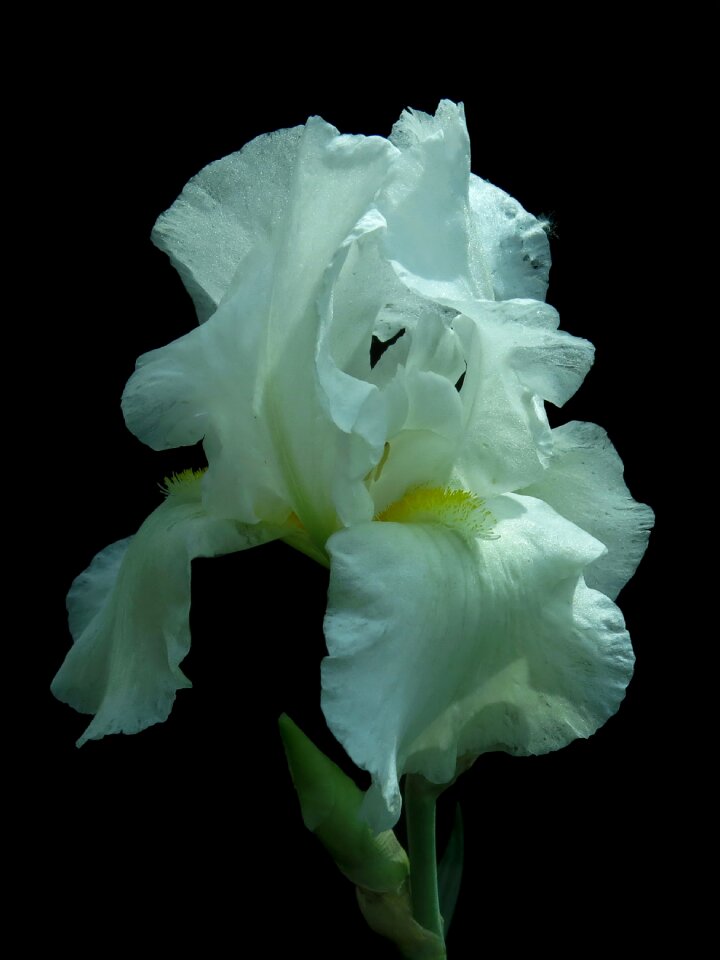 Bloom close up white