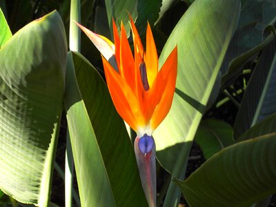 Blossom bloom leaf photo