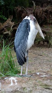 Animal marabu eastern photo