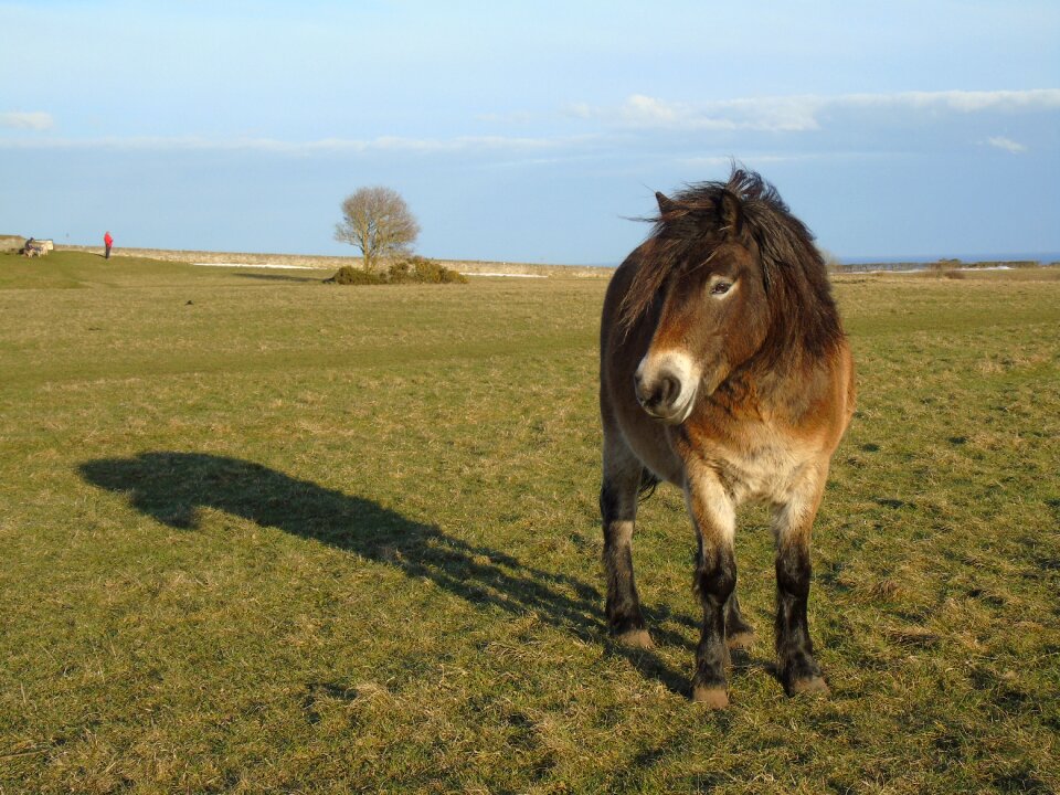 Field mammal