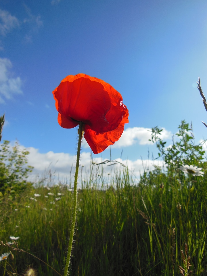 Wild blooming plants plant kingdom