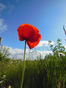 Wild blooming plants plant kingdom