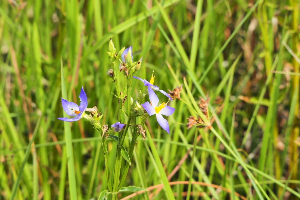 Summer flower outdoors