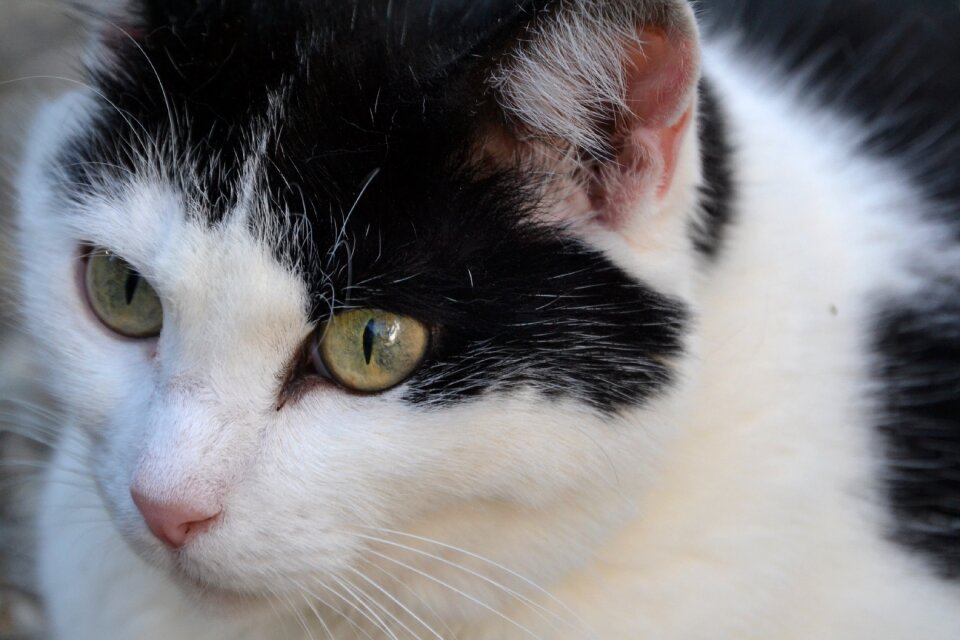Animal kitten fur