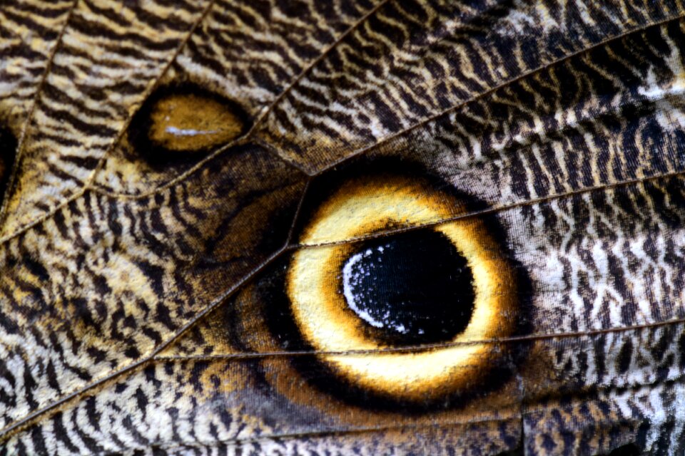 Close up macro section