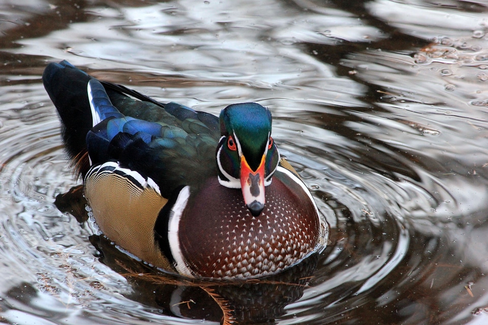 Animal quack colorful