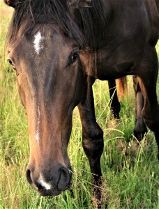 Grass field stallion photo