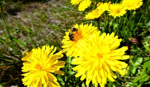 Summer petal bee photo