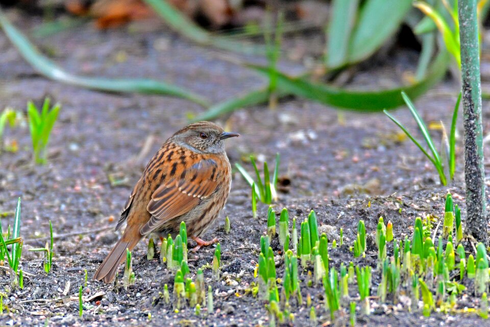 Dunnock nature animal world