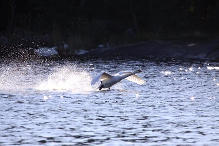 Outdoors sea bird photo