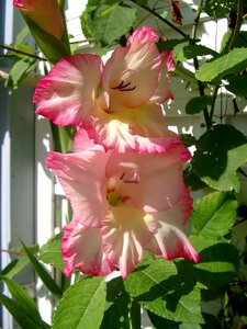 Leaf garden gladiolus