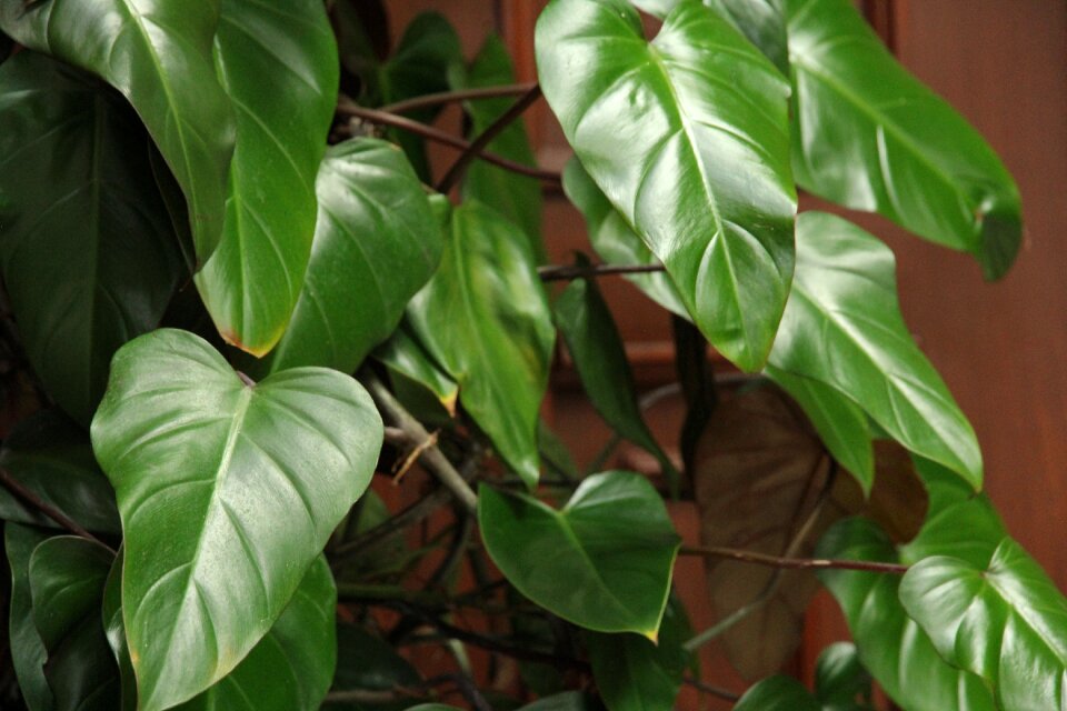 Plant nature freshness