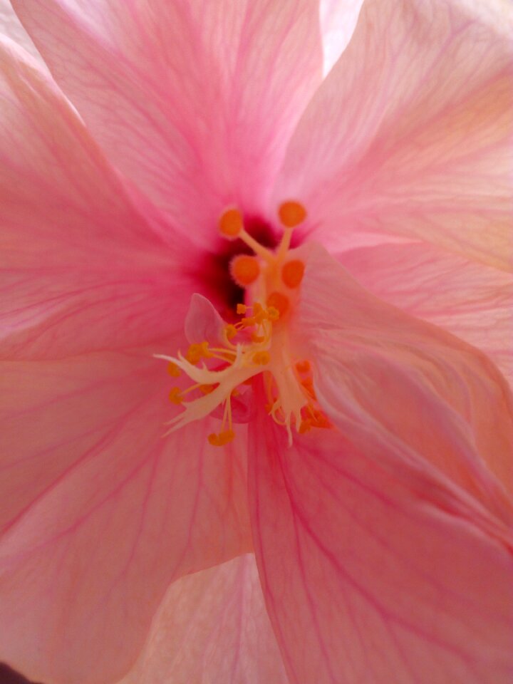 Beautiful floral color