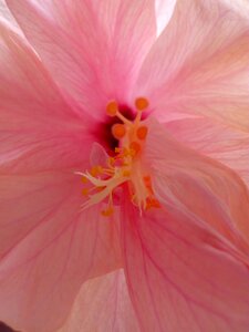 Beautiful floral color