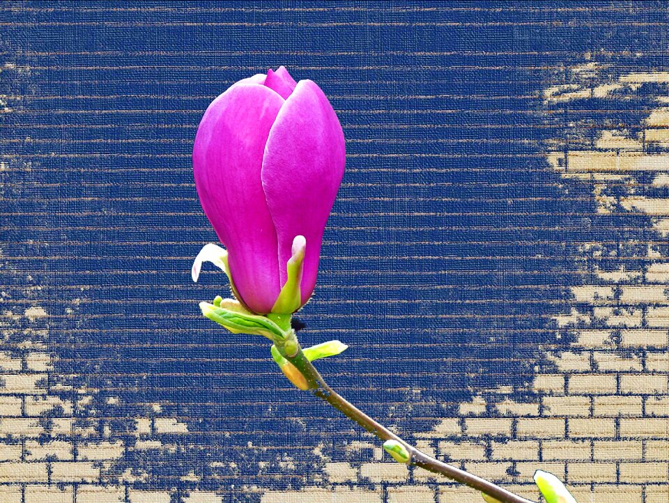 Color plant bright
