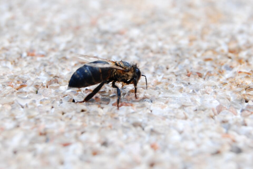 Insect animalia small