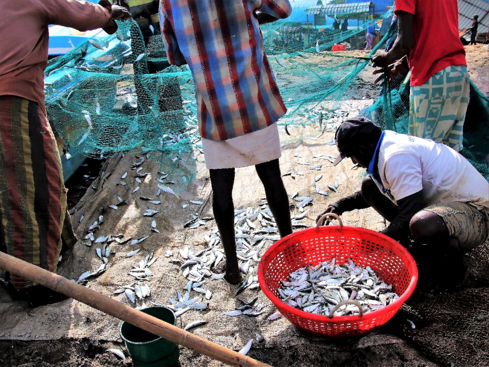 Fish the fisherman network